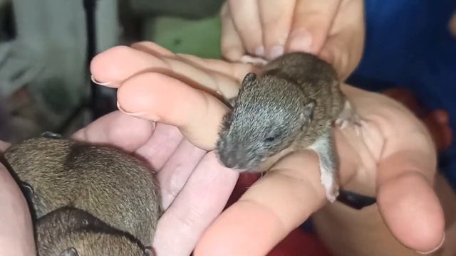 Первое кормление 12 дневных пасючат, и внезапные клещи! ? (Wild Rats | Дикие Крысы) ? смотреть онлайн
