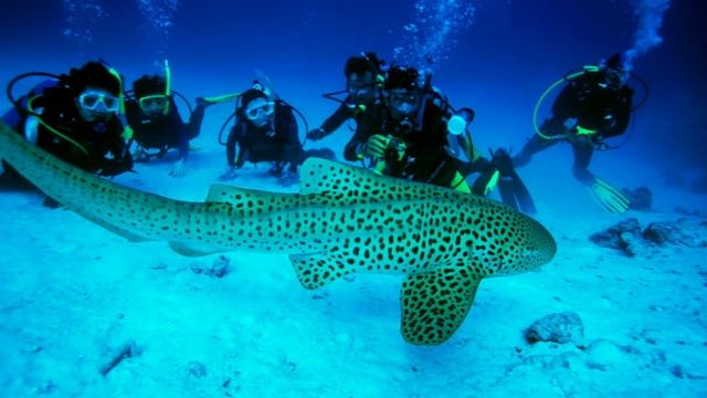 5 Best Places to Visit in Port Blair, Best Places to Visit in Port Blair, Places in Port Blair. смотреть онлайн
