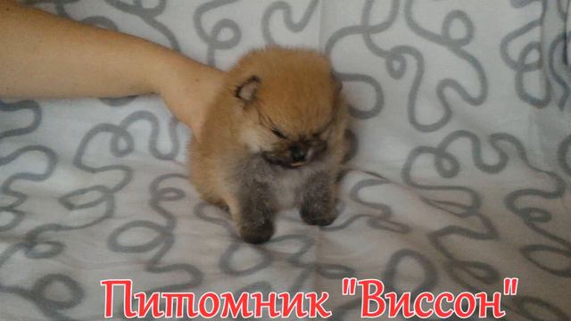 Померанский шпиц, крошечный мальчик Елор, продажа смотреть онлайн