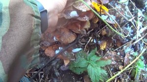 Собираем опята после заморозков: октябрь 2022