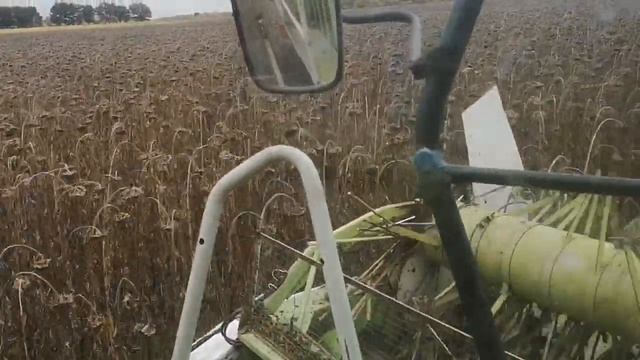 уборка подсолнуха Лейла агроспецпроект смотреть онлайн