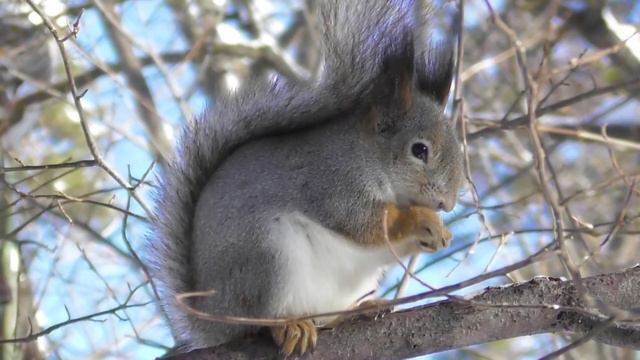 Белки на лесных кормушках ( Sciurus vulgaris ) смотреть онлайн