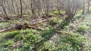 Сапоги Aigle Truite. Обзор первого использования. Видео для канала t.me/forestMin