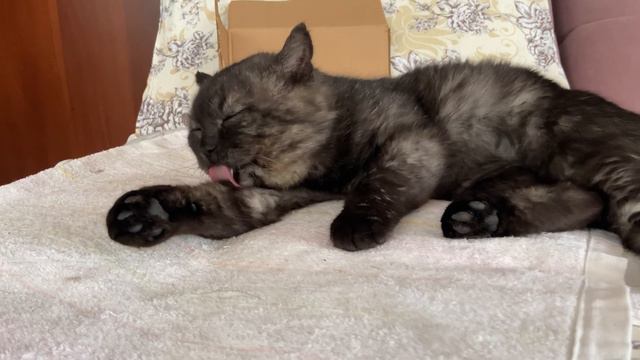 А МЫРИК МОЕТСЯ? ЧТО-ТО НИ РАЗУ НЕ ВИДЕЛИ смотреть онлайн