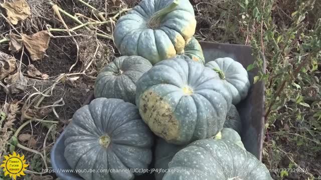Тыква сорта Мраморная. смотреть онлайн