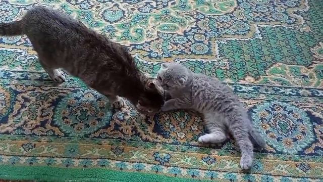Кошка встречает котенка после разлуки смотреть онлайн