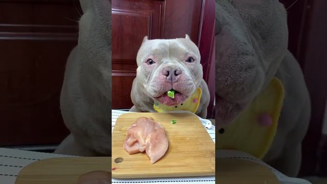 What my dog eats everyday!❤️ Short video #37 смотреть онлайн