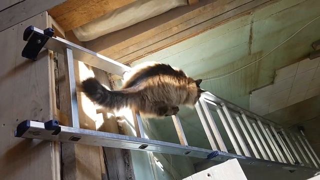 Кошка спускается по лестнице / the cat comes down the stairs смотреть онлайн