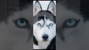 какая ты порода собаки по знаку зодиака?) (❗читайте описание❗). (заказ).