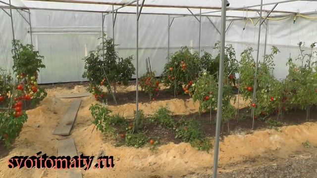 Томаты под пленочным укрытием в сентябре