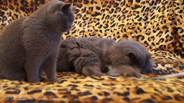 British Longhair Vs British Shorthair