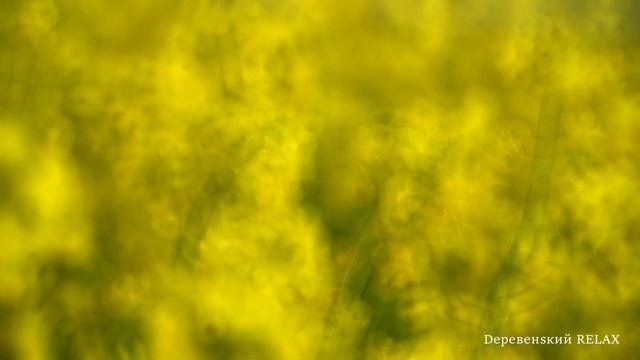 Щебет птичек. Поют петухи и кудахчут куры. Слушать 1 час деревенской атмосферы смотреть онлайн