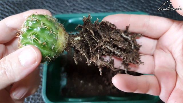 Cactus Unboxing From SolentGuy On EBay | Lobivia & Parodia
