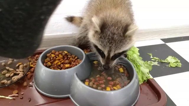 Енот полощет кошачий корм смотреть онлайн