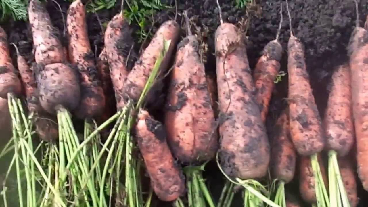 Морковь и Свекла - Уборка и Отличный Способ Хранения в Домашних Условиях. смотреть онлайн