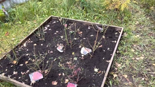 Моя любимая дача 22 октября 2022❤️Укрываю хвойные и розы. смотреть онлайн