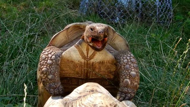 XxX in zoo смотреть онлайн