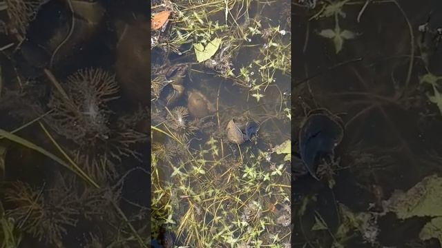 Чим дихає равлик / Чем дышит улитка смотреть онлайн