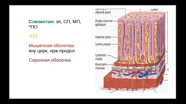Гистологическое строение стенки толстой кишки. Препарат: Толстая кишка (г-э). смотреть онлайн