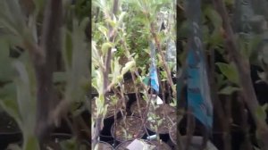 Саженцы для сада на подвое ск4