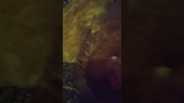 Куры Редбро занеслись смотреть онлайн