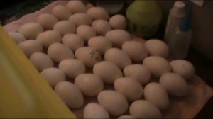 Китайский инкубатор АИ-48 ! Отзыв ! // Секреты хороших урожаев.