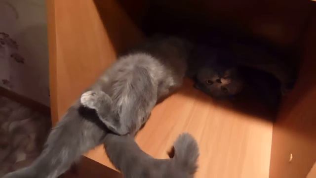 шотландская вислоухая кошка смотреть онлайн