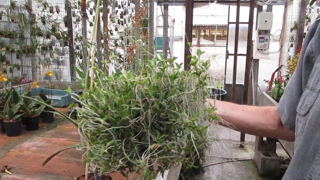 orchidee, fioriture particolari di fine giugno all'orchideria смотреть онлайн