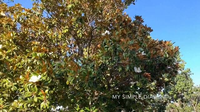 Magnolia Grandiflora