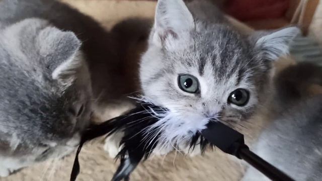 Смотрите со звуком ???мотоцикл отдыхает ??? смотреть онлайн