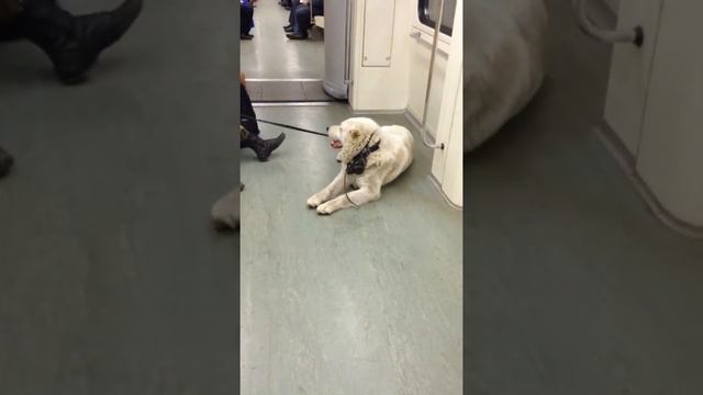 Кавказец в метро