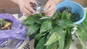 Как спасти спатифиллум .Пересадка.