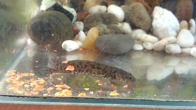 Кормление тритона в аквариуме. Тритон кушает сухой корм для аквариумных обитателей. Что ест тритон смотреть онлайн