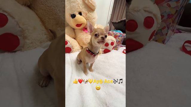 👍🐶❤️💛Ася💛#чихуахуа Ася#Ауф#купитьчихуахуа #продажачихуа 🟢Подробности в описании по ссылке смотреть онлайн