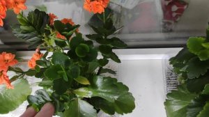 КАЛАНХОЕ   Каландива  и Розалина .   Прекраное долгоцветущее, неприхотливое.   Размножение.