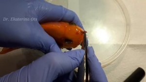 Рыбка заболела. Как ей помочь? Лечение гексамитоза у аквариумных рыбок.