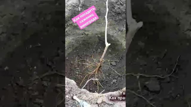Как посадить саженец винограда осенью на постоянное место. смотреть онлайн