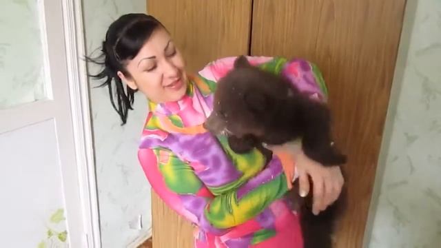 Медвежонок и девушка. Нашёл сисю. Кормление медвежат. Bear cubs drink milk, Зоопарк в Новошахтинске смотреть онлайн
