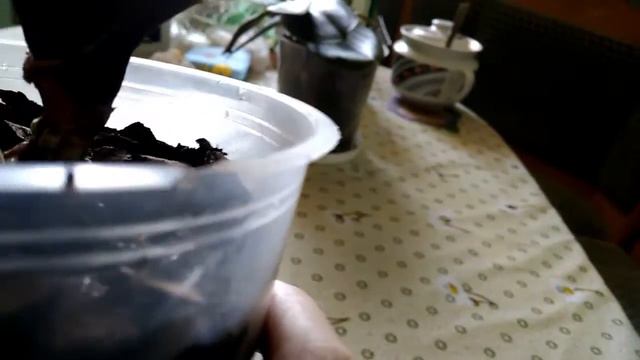 Пересаженная увядающая орхидея спустя 2 недели.Transplanted fading orchid after 2 weeks. смотреть онлайн