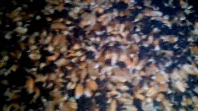 хранящееся зерно, зараженное долгоносиком смотреть онлайн