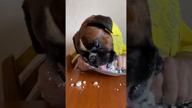 Собака БОКСЁР vs ТВОРОГ / Собака ест творог руками ? смотреть онлайн