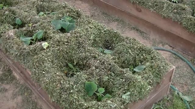 Огурец. Высаживаю в теплицу. Мульчирую грядку. Ленара, Бьёрн, Кураж, Герман, Директор, Эколь. смотреть онлайн