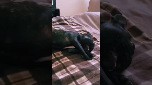 Булка #dog #bulldog #frenchbulldog #funny #funnyvideo #смешныевидео #французскийбульдог смотреть онлайн
