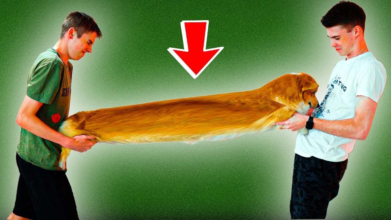 ПЕРЕТЯГИВАНИЕ КОРГИ!! КОРЖИК ЧУТЬ НЕ ПОРВАЛСЯ! Хаски Бандит Говорящая собака смотреть онлайн