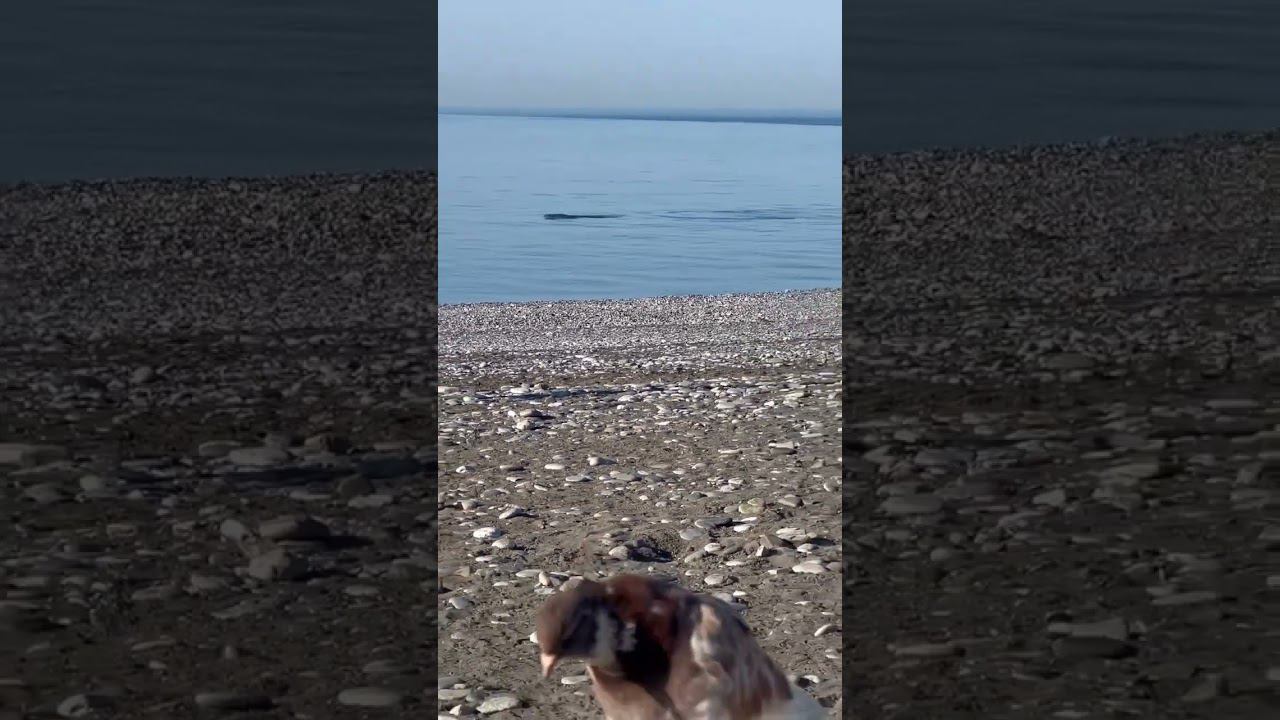 30.12.22 г. Погода Сочи #shorts #погодалазаревское #погодасочи #сочи #новыйгодвсочи смотреть онлайн