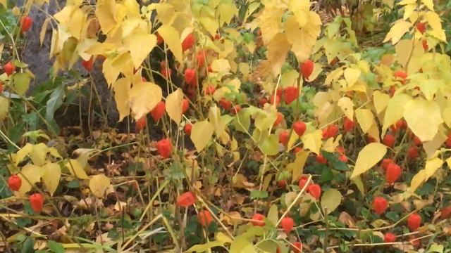 Китайские фонарики! смотреть онлайн