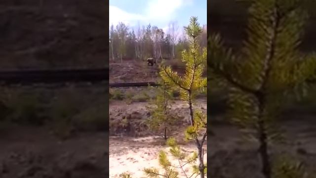медведь напал на людей пришел на железную дорогу смотреть онлайн