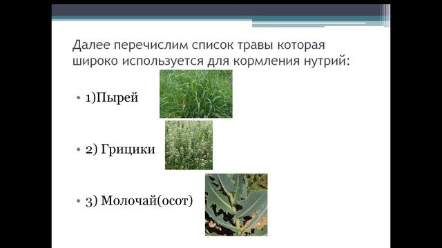 Какую траву можно давать нутриям!!! смотреть онлайн