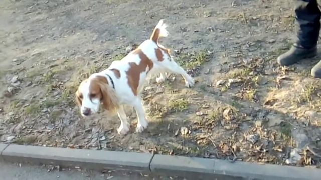 Породы собак.Русский спаниель смотреть онлайн