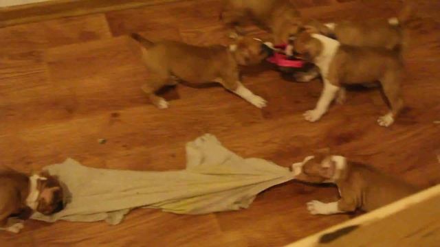 Американский стаффордширский терьер GaidJewel's kennel. СемАчки)) смотреть онлайн